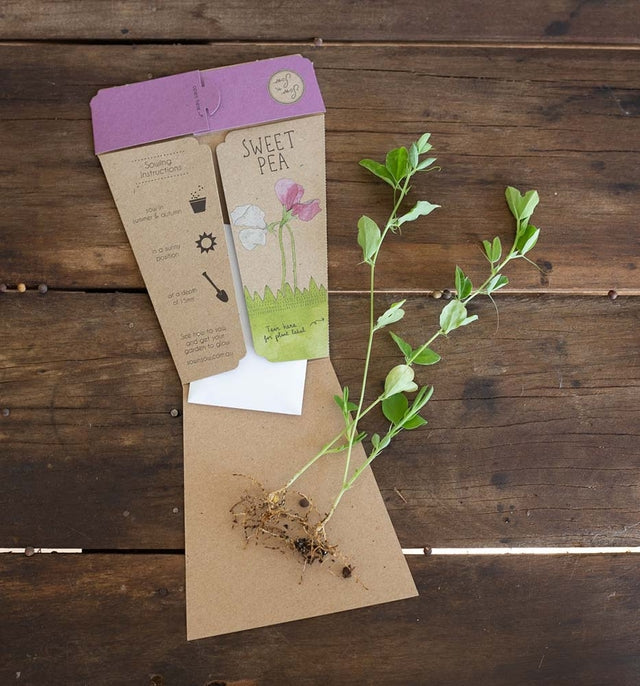 Gift shop Sweer Pea seed card