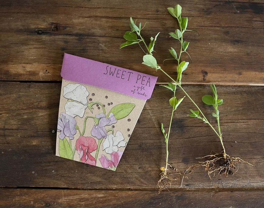 Gift shop Sweer Pea seed card