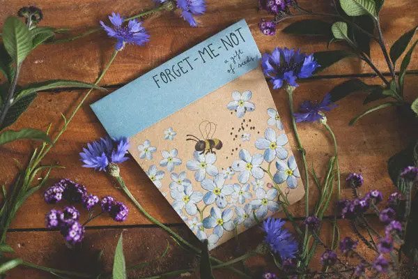 Gift shop Forget me not seed card